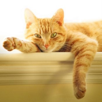 A cat with pet insurance sits on a ledge.